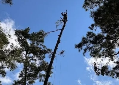 Excellent Tree Service
