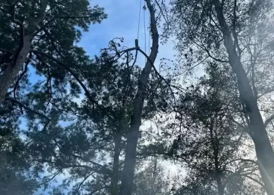 Tree Care