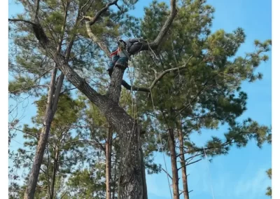 Tree Company