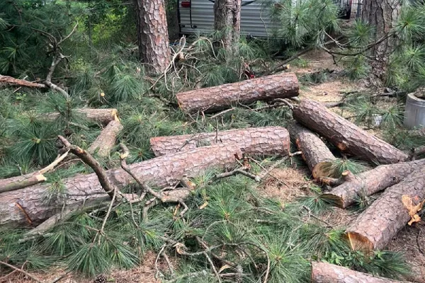 Tree Cutting Service Tree Cutting Service