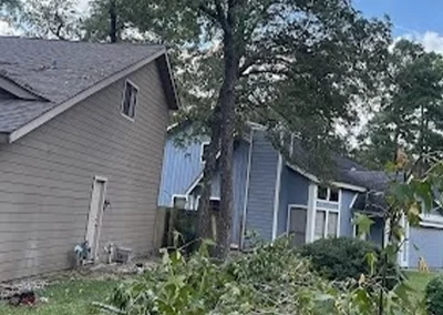 Tree Expert
