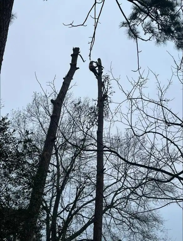 Tree Expert in Tomball, TX Tree Expert in Tomball, TX