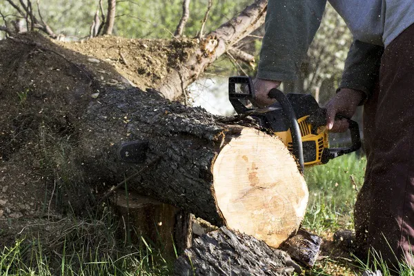 Tree Removal Service Tree Removal Service