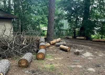 Tree Service
