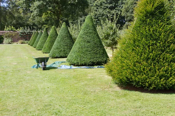 Tree Trimming Service Tree Trimming Service