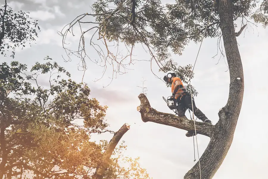 Affordable Tree Cutting Service Tomball, TX
