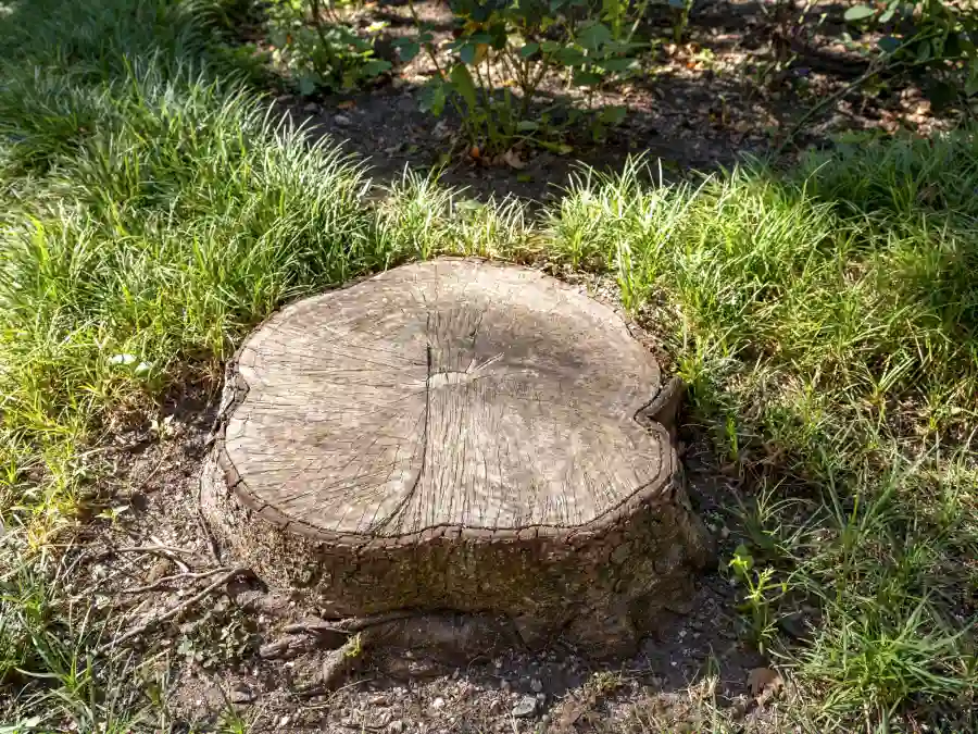 Best Tree Stump Removal Service in Tomball, TX