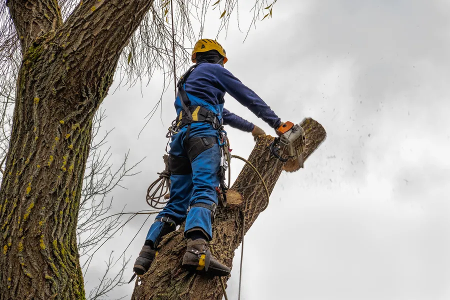 Excellent Tree Cutting Service Tomball, TX