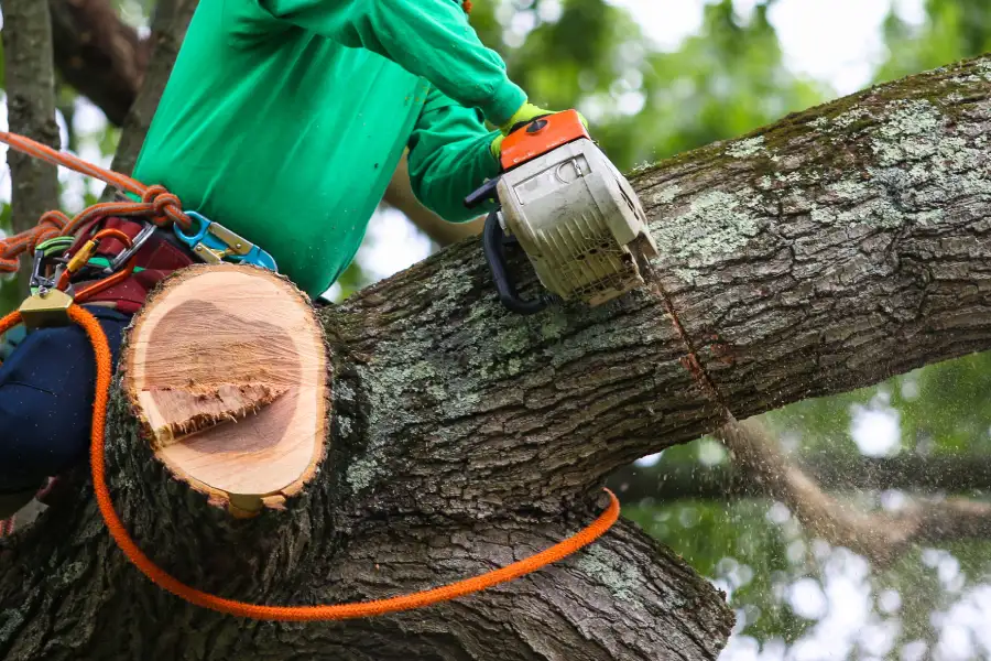Experienced Tree Trimming Service Tomball, TX