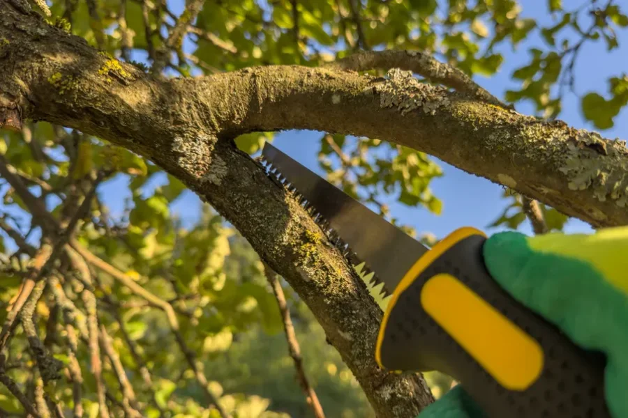 Expert Tree Trimming Service Tomball, TX