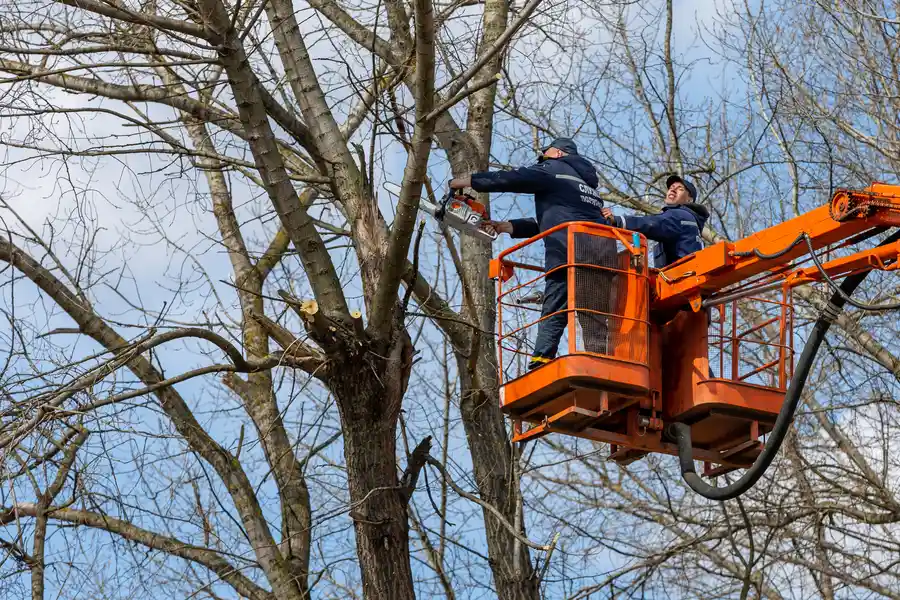 Local Tree Removal Service Tomball, TX