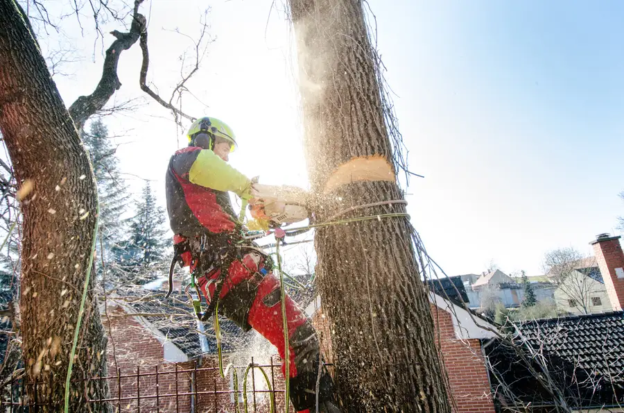Premium Tree Cutting Service Tomball, TX