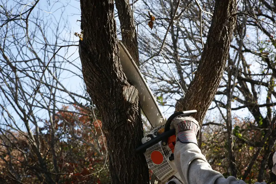 Preparing Your Yard For Tree Removal Tomball, TX