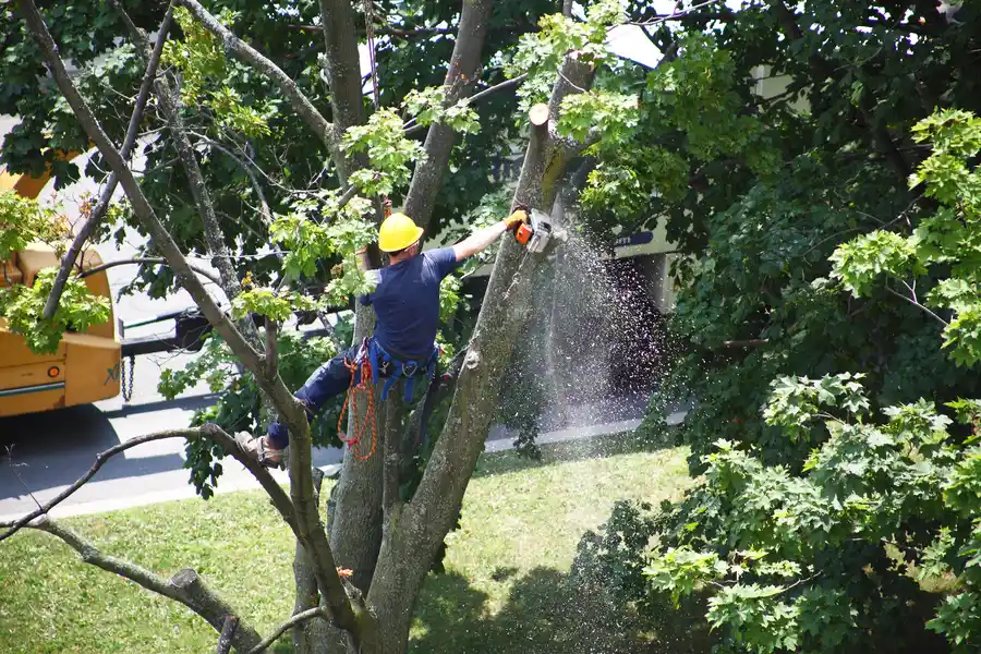 Preparing Your Yard For Tree Removal in Tomball, TX