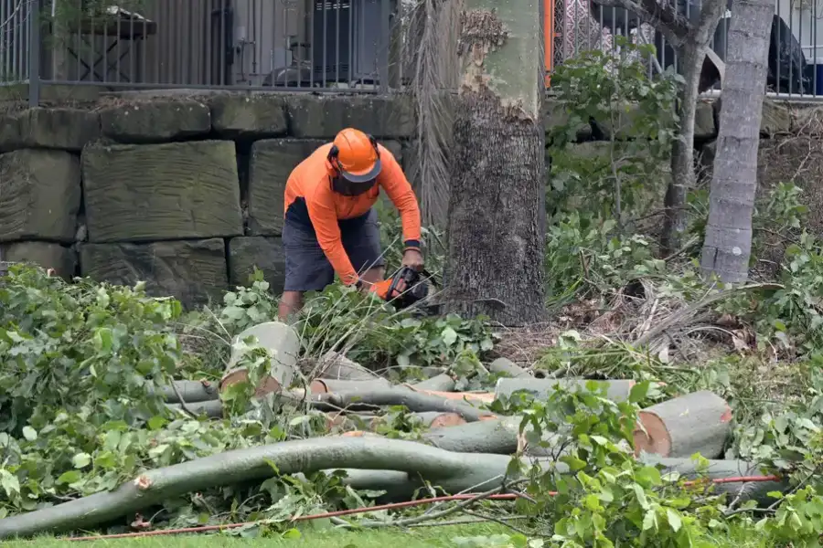 Reliable Tree Removal Service Tomball, TX