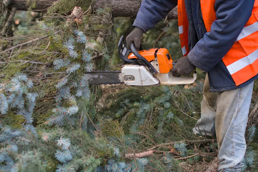 Reputable Tree Removal Service Tomball, TX
