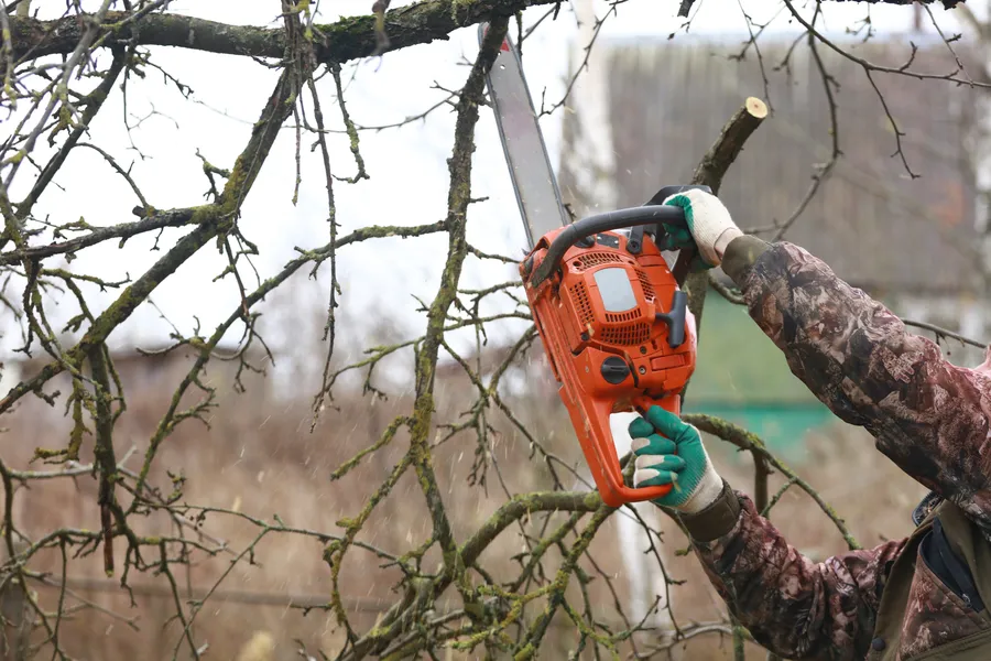 Superior Tree Trimming Service Tomball, TX
