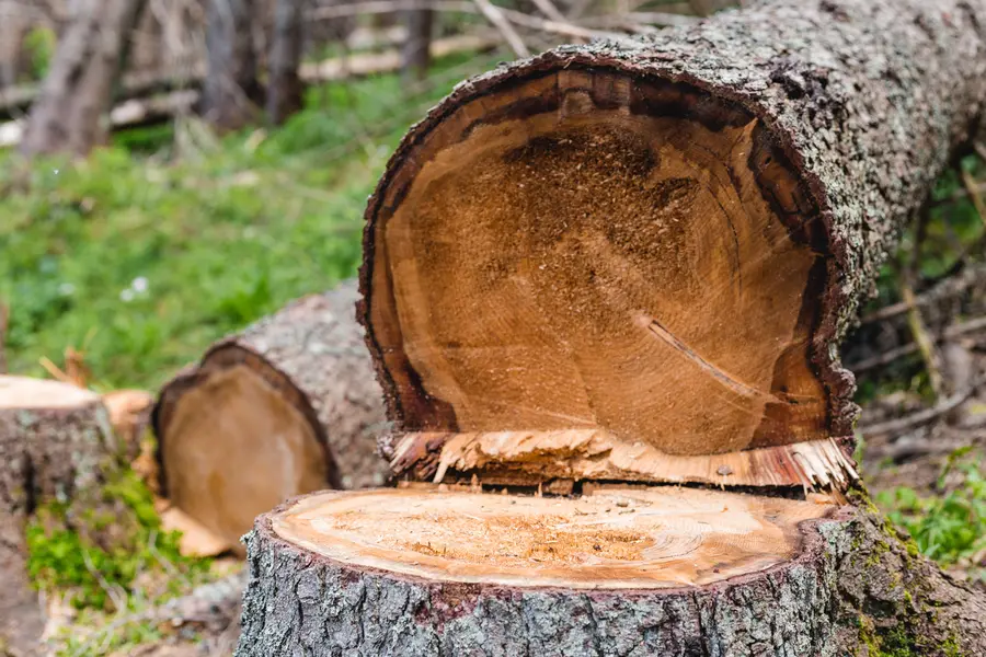 Tree Cutting To Prevent Property Damage in Tomball, TX