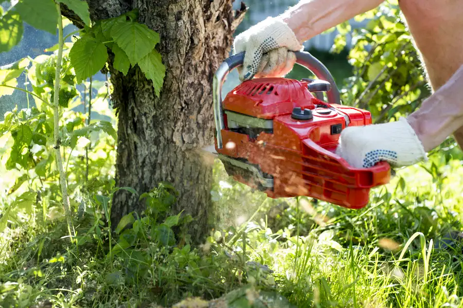 Tree Removal And Landscape Planning in Tomball, TX