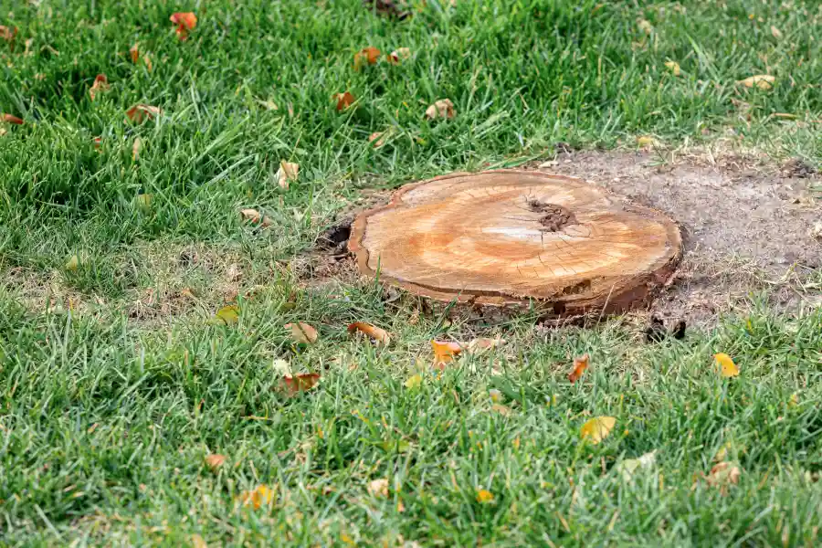 Tree Roots After Stump Removal Tomball, TX