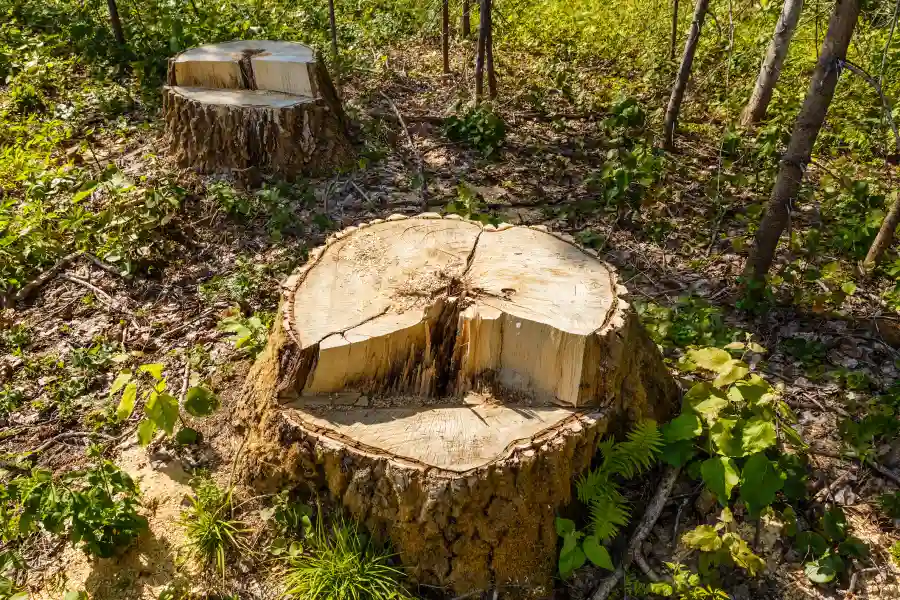 Tree Roots After Stump Removal in Tomball, TX