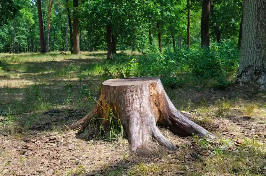 Tree Stump Removal Service Tomball, TX
