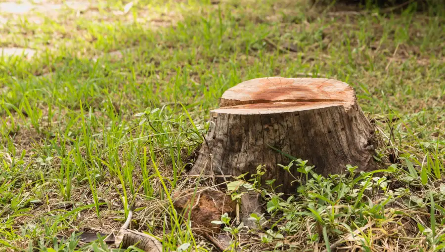 Tree Stump Removal Service in Tomball, TX
