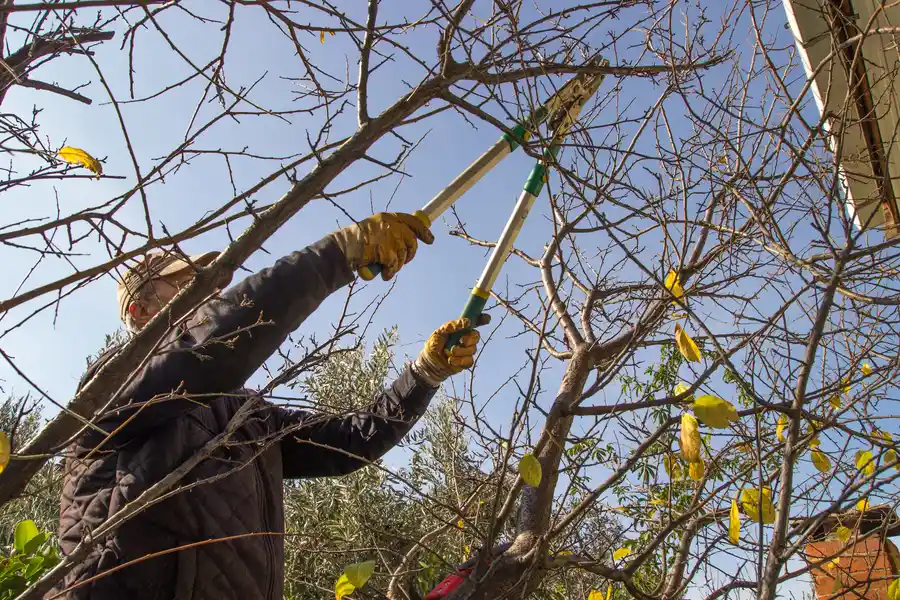 Trimming Trees Without Harming Them Tomball, TX