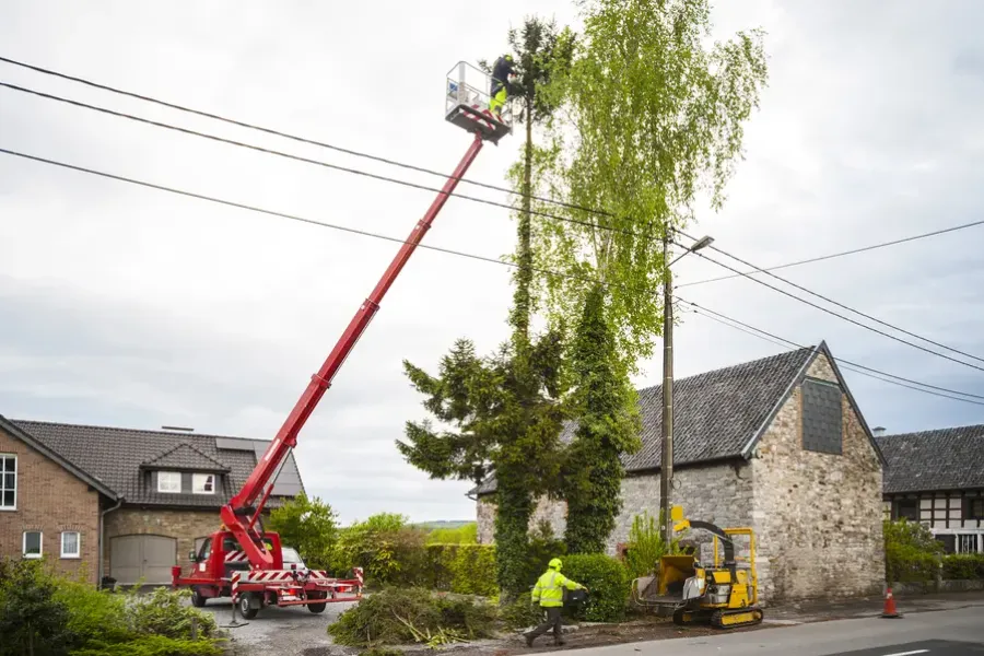 Trimming Trees Without Harming Them in Tomball, TX