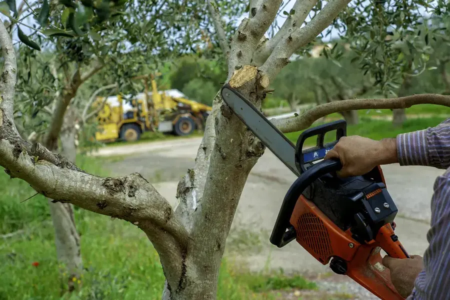 When To Schedule Tree Trimming Tomball, TX
