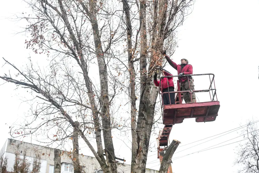 When To Schedule Tree Trimming in Tomball, TX