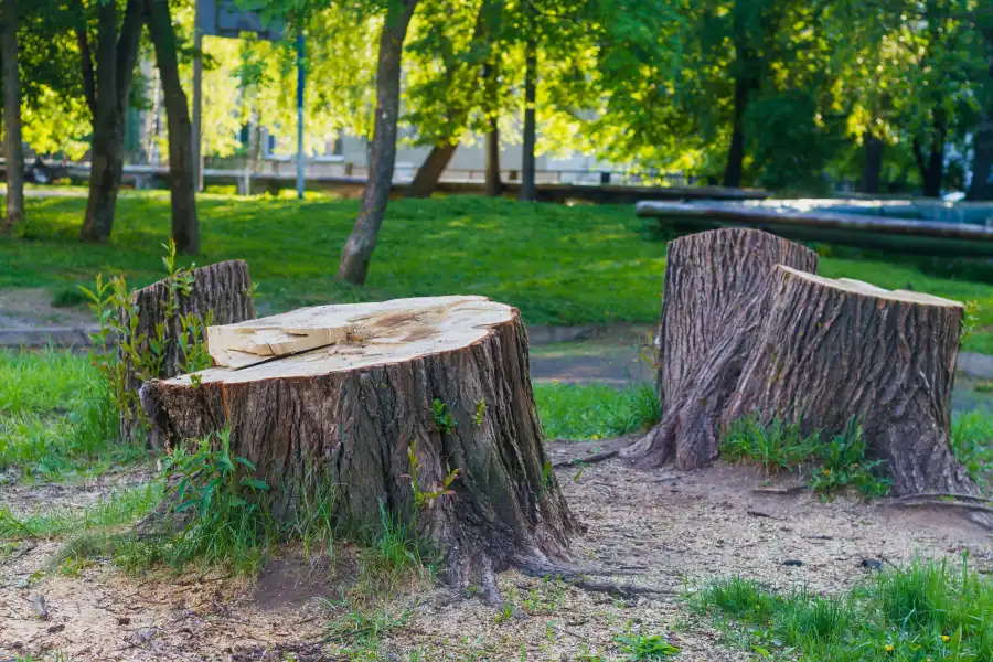When to Consider Removing Tree Stumps Tomball, TX
