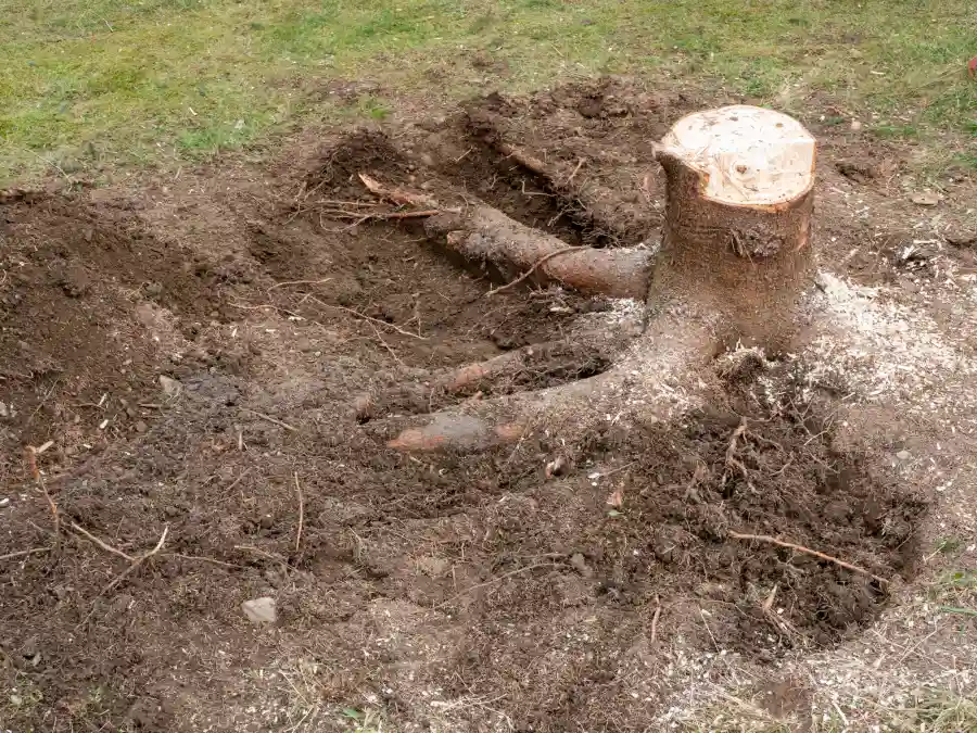 When to Consider Removing Tree Stumps in Tomball, TX