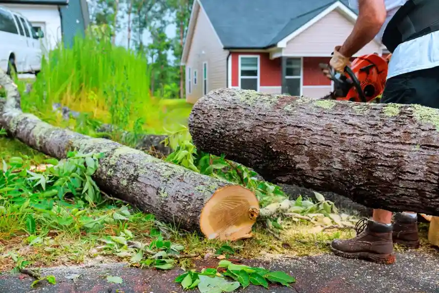 Tree Cutting Service