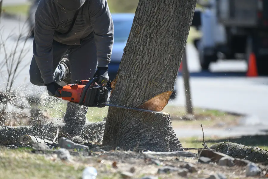 Tree Removal Service